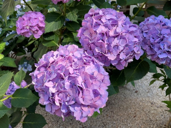 一服の涼 お知らせ 松戸ニッセイエデンの園