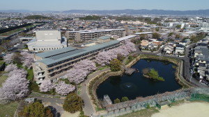 釘池公園にカルガモの親子がいます☆