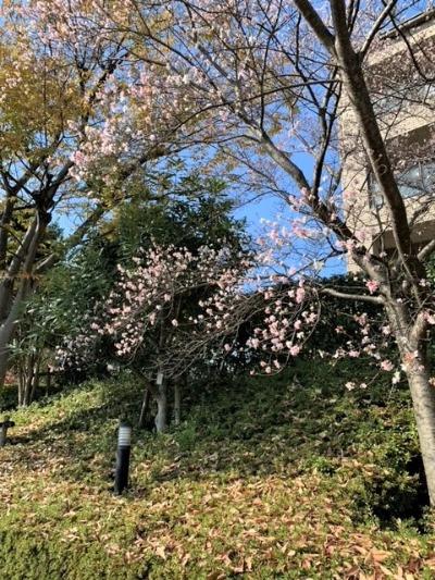 初冬の寒桜