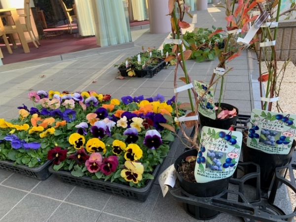 中庭のお花を植え替えました。