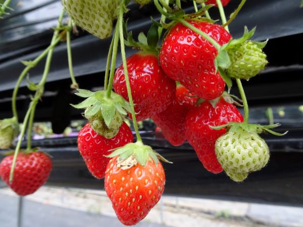 🍓いちご狩りに行ってきました🍓 2022　いちご狩り