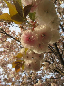 園内の春ご紹介