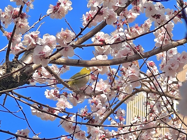 3月3日 🌸ひな祭りメニュー＆甘酒お渡し🌸